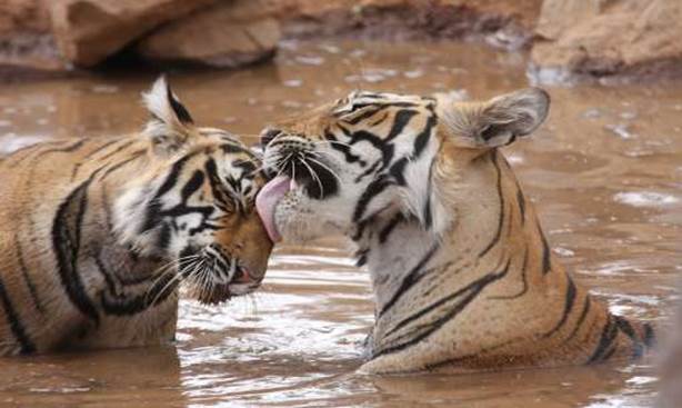 Golden Triangle with Tiger at Ranthambore  